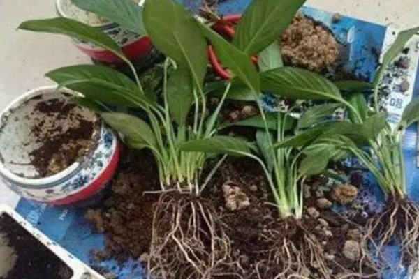 白掌的开花时间,花期是5-8月份