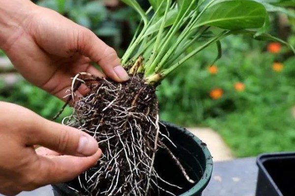 白掌的开花时间,花期是5-8月份