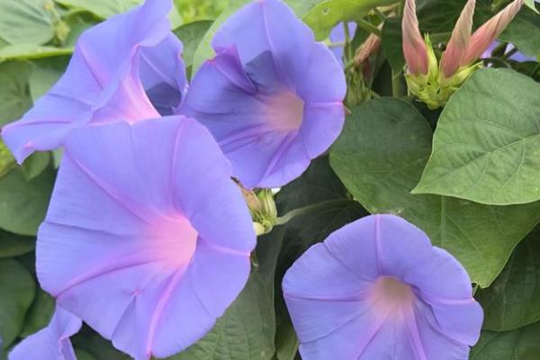 哪些花卉是蓝色,常见勿忘我、牵牛花等品种