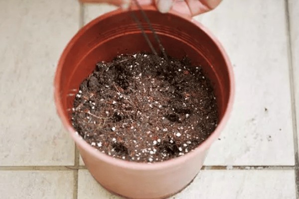 白掌的开花时间,花期是5-8月份