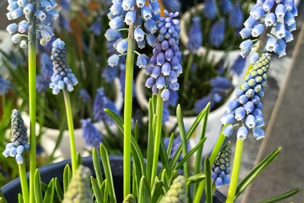 哪些花卉是蓝色,常见勿忘我、牵牛花等品种