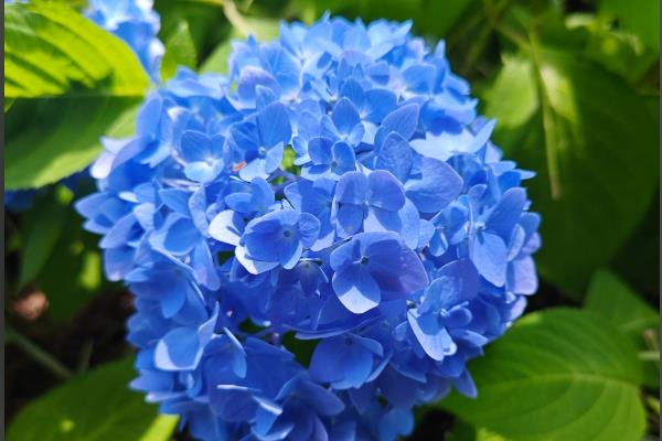 哪些花卉是蓝色,常见勿忘我、牵牛花等品种