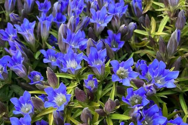 哪些花卉是蓝色,常见勿忘我、牵牛花等品种