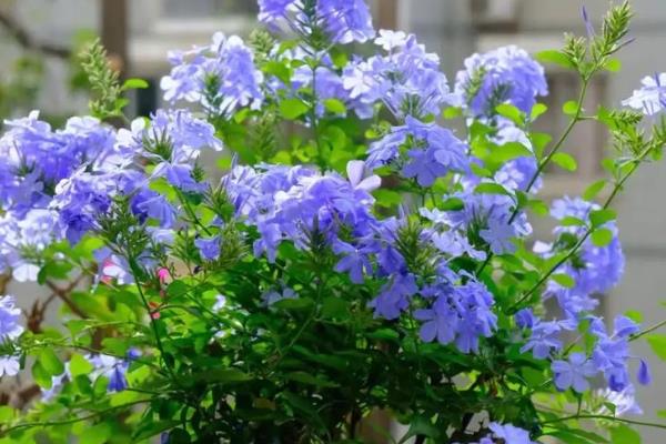 哪些花卉是蓝色,常见勿忘我、牵牛花等品种