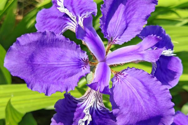 哪些花卉是蓝色,常见勿忘我、牵牛花等品种