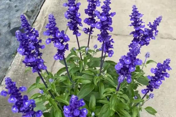 哪些花卉是蓝色,常见勿忘我、牵牛花等品种