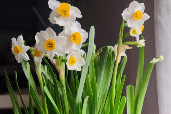 哪些花卉是蓝色,常见勿忘我、牵牛花等品种