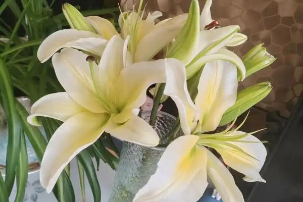 哪些花卉是蓝色,常见勿忘我、牵牛花等品种