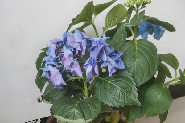 绣球花的家庭养法，平时需维持在18-28℃之间