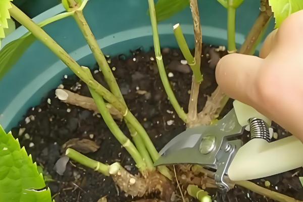 绣球花的家庭养法，平时需维持在18-28℃之间