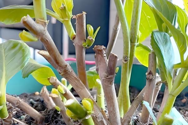 绣球花的家庭养法，平时需维持在18-28℃之间