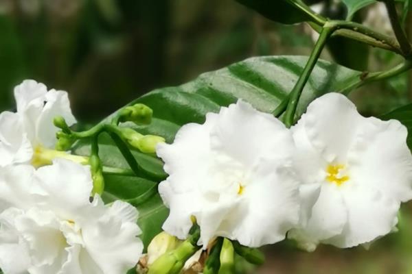 哪些花卉是蓝色,常见勿忘我、牵牛花等品种