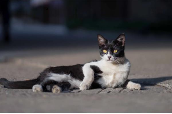 猫会不会游泳，游泳属于它的先天技能