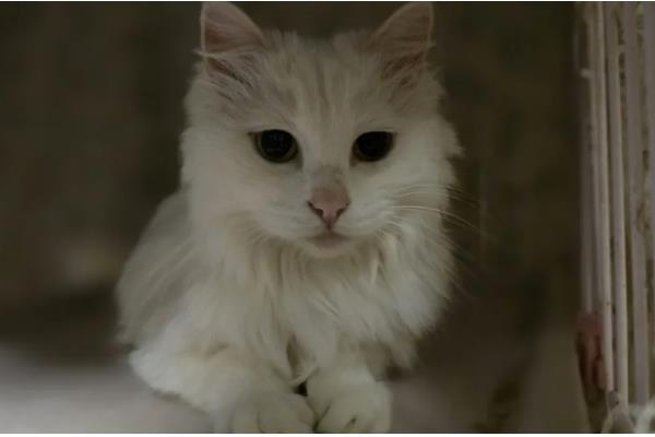 猫会不会游泳，游泳属于它的先天技能