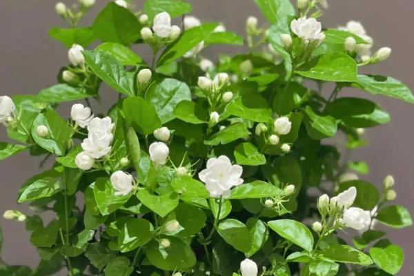 哪些花卉是蓝色,常见勿忘我、牵牛花等品种