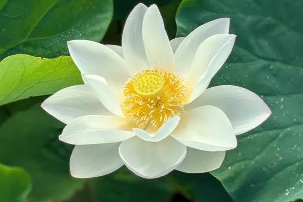 哪些花卉是蓝色,常见勿忘我、牵牛花等品种