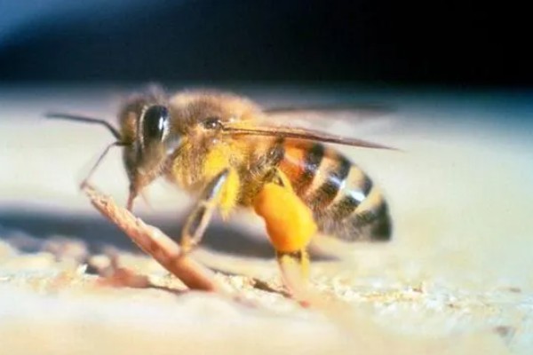 被蜜蜂蛰了如何解决，拔出毒刺再用肥皂水清洗伤口