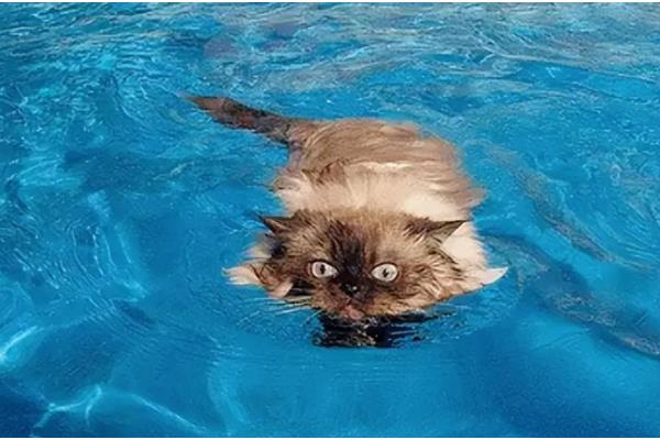 猫会不会游泳，游泳属于它的先天技能