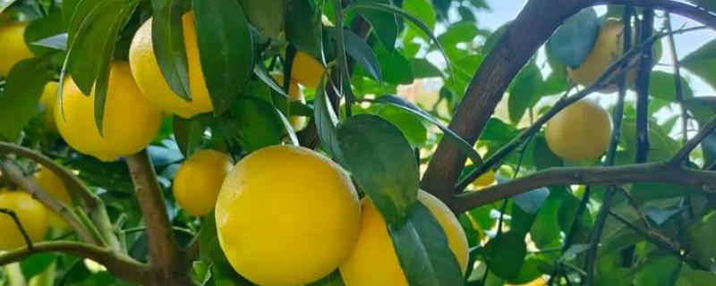柠檬在几月开花结果，在4-5月份开花
