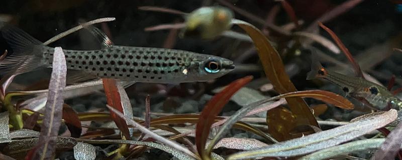 珍珠溅水鱼好不好养，饲养难度低新手也能尝试