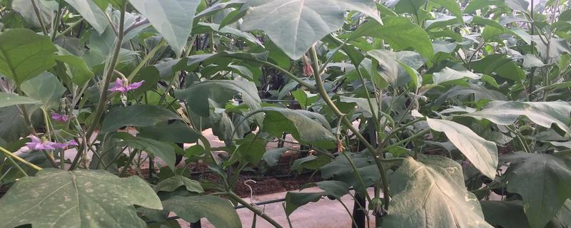 茄子弱棵的原因，可能是土壤盐碱化所致