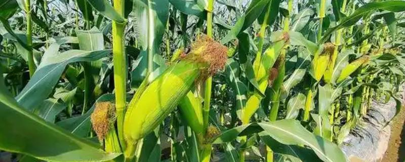 农华98玉米种的简介，高抗瘤黑粉病