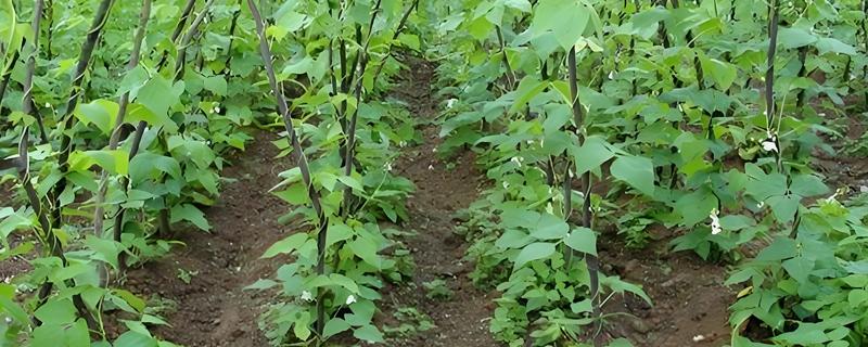 为什么芸豆突然叶子枯萎，可能是土壤板结所致