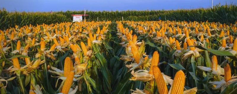 金张掖1701的简介，属于普通玉米品种