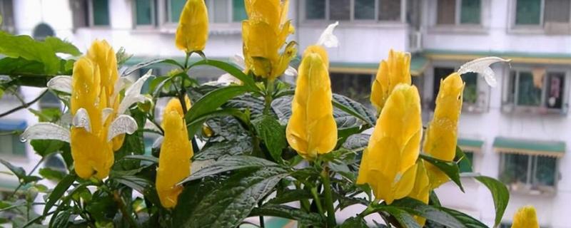 黄金塔花的养殖方法，平时让土壤保持湿润