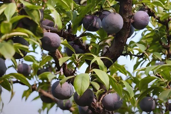 黑布林简介,原产于美国