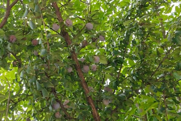 黑布林简介,原产于美国