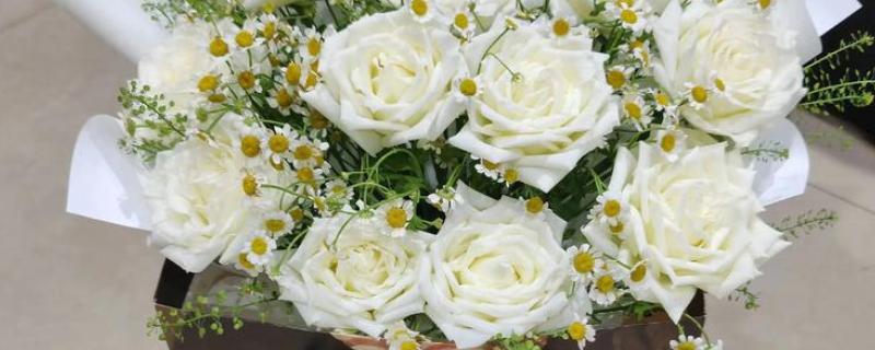 哪些花卉具有纯洁的花语，常见白百合、白玫瑰等品种