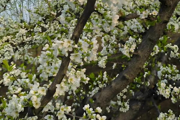 黑布林简介,原产于美国