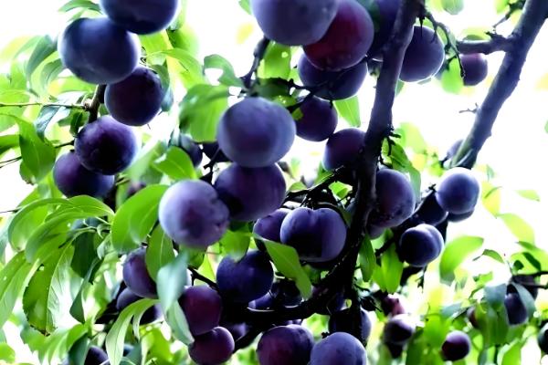 黑布林简介,原产于美国