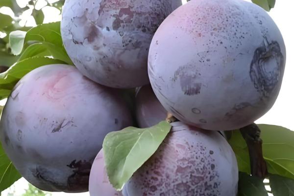 黑布林简介,原产于美国