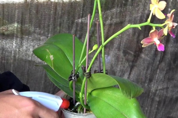蝴蝶兰怎么养殖,生长旺季每隔2-3天浇一次水