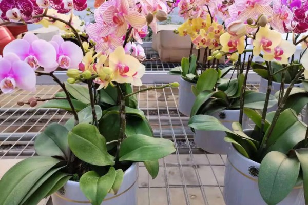 蝴蝶兰怎么养殖,生长旺季每隔2-3天浇一次水