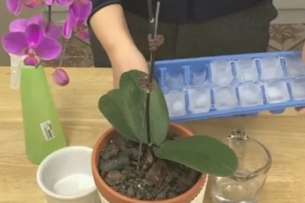 蝴蝶兰怎么养殖,生长旺季每隔2-3天浇一次水