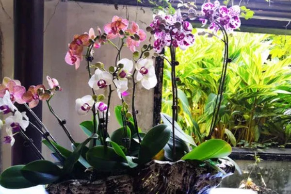 蝴蝶兰怎么养殖,生长旺季每隔2-3天浇一次水