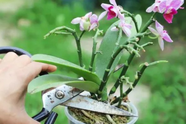 蝴蝶兰怎么养殖,生长旺季每隔2-3天浇一次水