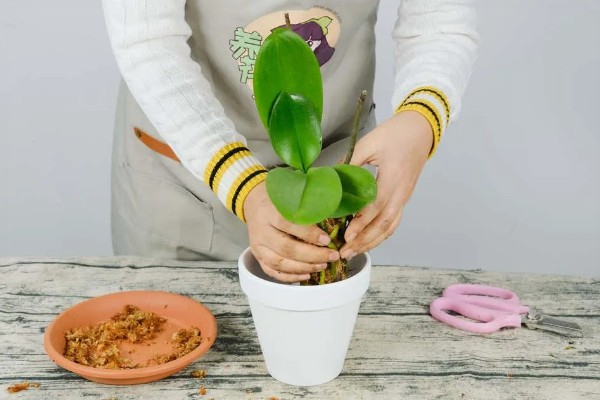 蝴蝶兰怎么养殖,生长旺季每隔2-3天浇一次水