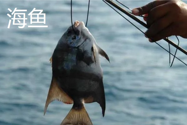 绑鱼钩又快又结实的方法，按以下三个步骤进行