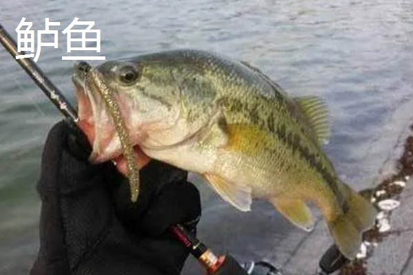 绑鱼钩又快又结实的方法，按以下三个步骤进行