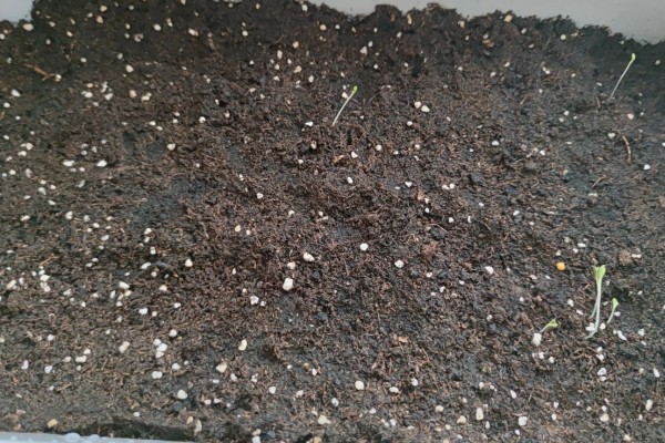 生菜如何催芽,放进到冷水中浸泡一段时间