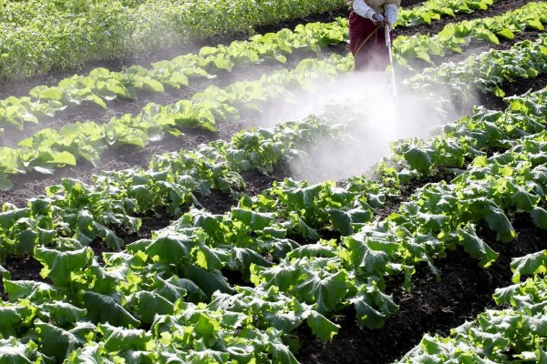生菜如何催芽,放进到冷水中浸泡一段时间