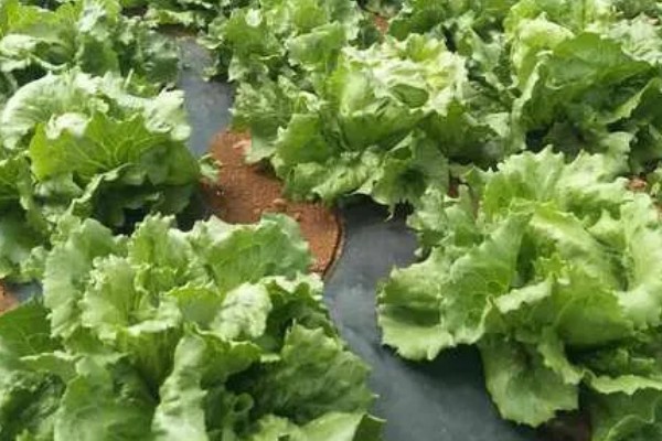 生菜如何催芽,放进到冷水中浸泡一段时间