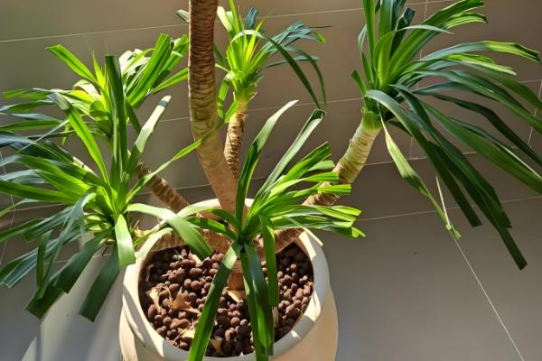 龙血树叶子耷拉下来的原因,可能是光照不足所致