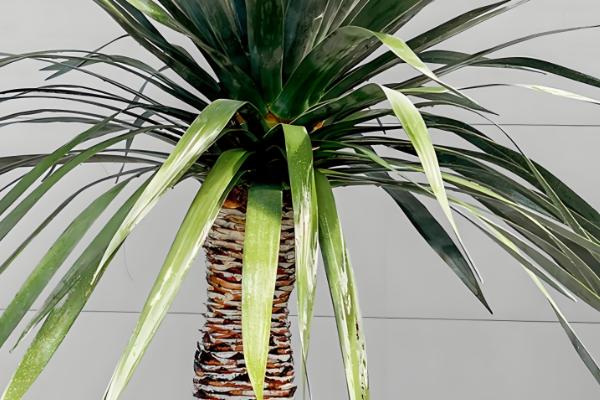 龙血树叶子耷拉下来的原因,可能是光照不足所致