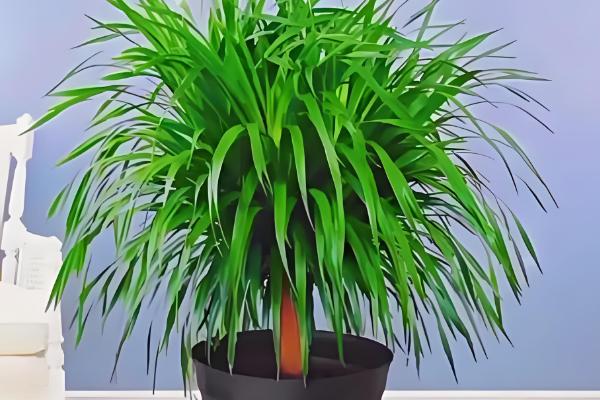 龙血树叶子耷拉下来的原因,可能是光照不足所致