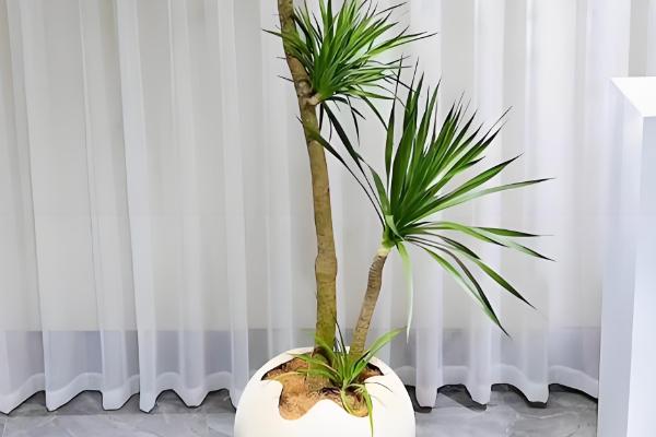 龙血树叶子耷拉下来的原因,可能是光照不足所致